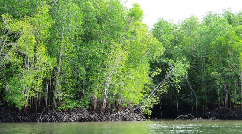 mangrove_tree.JPG